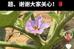 猛！恩比德连续第8场轰30+ 过去8场场均35.4分11板7助